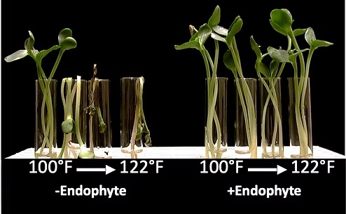 Crop Growth Results